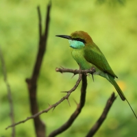 Żołna wschodnia - Merops orientalis - Green Bee-eater
