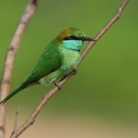 Żołna wschodnia - Merops orientalis - Green Bee-eater