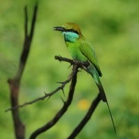 Żołna wschodnia - Merops orientalis - Green Bee-eater