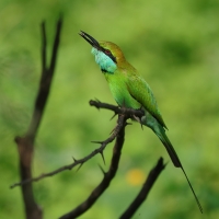 Żołna wschodnia - Merops orientalis - Green Bee-eater
