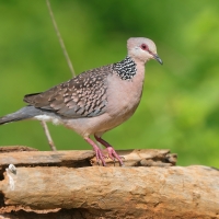 Synogarlica perłoszyja - Streptopelia chinensis - Spotted Dove
