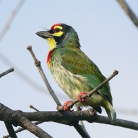 Pstrogłów żółtogardły - Psilopogon haemacephalus - Coppersmith Barbet