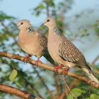 Synogarlica perłoszyja - Streptopelia chinensis - Spotted Dove
