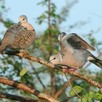Synogarlica perłoszyja - Streptopelia chinensis - Spotted Dove