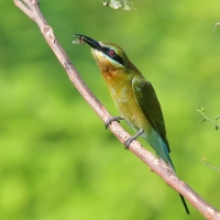 Żołna modrosterna - Merops philippinus - Blue-tailed Bee-eater
