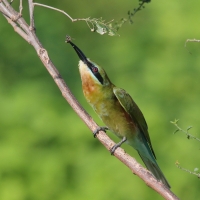 Żołna modrosterna - Merops philippinus - Blue-tailed Bee-eater