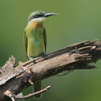 Żołna modrosterna - Merops philippinus - Blue-tailed Bee-eater