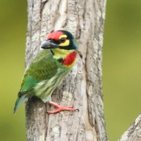 Pstrogłów żółtogardły - Psilopogon haemacephalus - Coppersmith Barbet