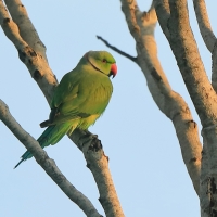 Aleksandretta obrożna - Psittacula krameri - Rose-ringed Parakeet