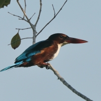 Łowiec krasnodzioby - Halcyon smyrnensis - White-breasted Kingfisher