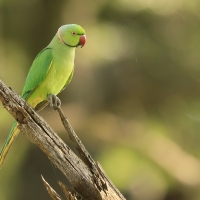 Aleksandretta obrożna - Psittacula krameri - Rose-ringed Parakeet