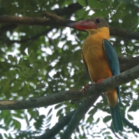 Łowiec niebieskoskrzydły - Pelargopsis capensis - Stork-billed Kingfisher