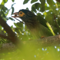 Pstrogłów nakrapiany - Psilopogon zeylanicus - Brown-headed Barbet