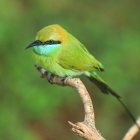 Żołna wschodnia - Merops orientalis - Green Bee-eater