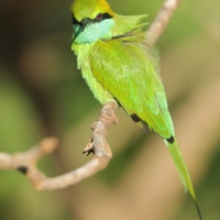 Żołna wschodnia - Merops orientalis - Green Bee-eater