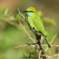 Żołna wschodnia - Merops orientalis - Green Bee-eater