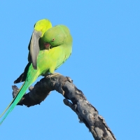 Aleksandretta obrożna - Psittacula krameri - Rose-ringed Parakeet