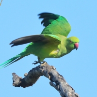 Aleksandretta obrożna - Psittacula krameri - Rose-ringed Parakeet
