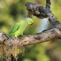 Aleksandretta obrożna - Psittacula krameri - Rose-ringed Parakeet