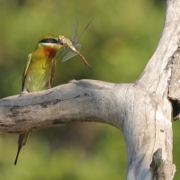 Żołna modrosterna - Merops philippinus - Blue-tailed Bee-eater