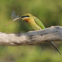 Żołna modrosterna - Merops philippinus - Blue-tailed Bee-eater