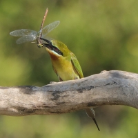 Żołna modrosterna - Merops philippinus - Blue-tailed Bee-eater