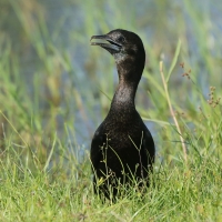 Kormoran skromny - Microcarbo niger - Little Cormorant
