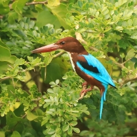 Łowiec krasnodzioby - Halcyon smyrnensis - White-breasted Kingfisher