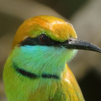 Żołna wschodnia - Merops orientalis - Green Bee-eater