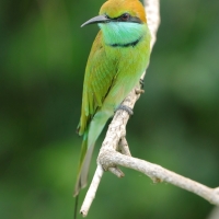 Żołna wschodnia - Merops orientalis - Green Bee-eater