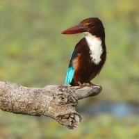 Łowiec krasnodzioby - Halcyon smyrnensis - White-breasted Kingfisher