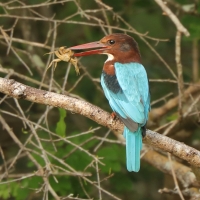 Łowiec krasnodzioby - Halcyon smyrnensis - White-breasted Kingfisher
