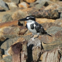 Rybaczek srokaty - Ceryle rudis - Pied Kingfisher