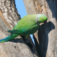 Aleksandretta obrożna - Psittacula krameri - Rose-ringed Parakeet