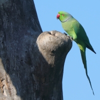 Aleksandretta obrożna - Psittacula krameri - Rose-ringed Parakeet