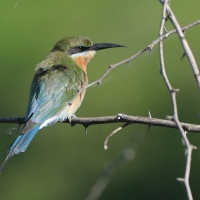 Żołna modrosterna - Merops philippinus - Blue-tailed Bee-eater