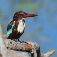 Łowiec krasnodzioby - Halcyon smyrnensis - White-breasted Kingfisher
