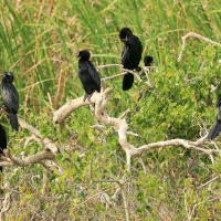 Kormoran skromny - Microcarbo niger - Little Cormorant