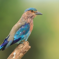Kraska orientalna - Coracias benghalensis - Indian Roller