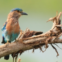 Kraska orientalna - Coracias benghalensis - Indian Roller