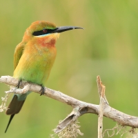 Żołna modrosterna - Merops philippinus - Blue-tailed Bee-eater
