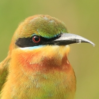 Żołna modrosterna - Merops philippinus - Blue-tailed Bee-eater