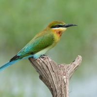 Żołna modrosterna - Merops philippinus - Blue-tailed Bee-eater