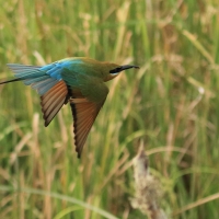 Żołna modrosterna - Merops philippinus - Blue-tailed Bee-eater