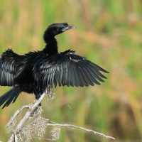 Kormoran skromny - Microcarbo niger - Little Cormorant