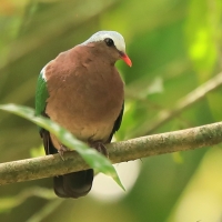 Miedzianka szmaragdowa - Chalcophaps indica - Common Emerald Dove