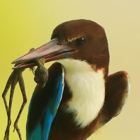 Łowiec krasnodzioby - Halcyon smyrnensis - White-breasted Kingfisher