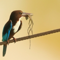Łowiec krasnodzioby - Halcyon smyrnensis - White-breasted Kingfisher