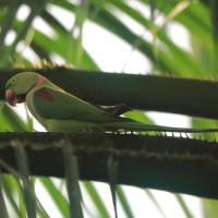 Aleksandretta większa - Psittacula eupatria - Alexandrine Parakeet