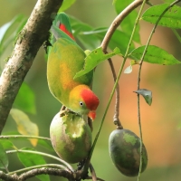 Zwisogłówka złotawa - Loriculus beryllinus - Sri Lanka Hanging Parrot